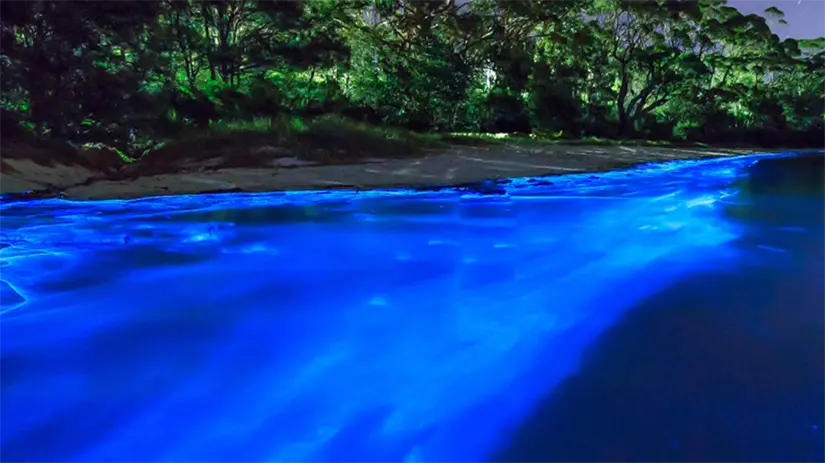 Laguna de Manialtepec, Puerto Escondido con bioluminiscencia en Oaxaca. Foto: Cortesía. Laguna de Manialtepec, Puerto Escondido con bioluminiscencia en Oaxaca. Foto: Cortesía.
