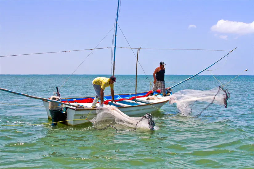 Definen fechas de apertura de la temporada de pesca de camarón en el Pacífico Mexicano Estas fueron las fechas acordadas. Foto: Cortesía