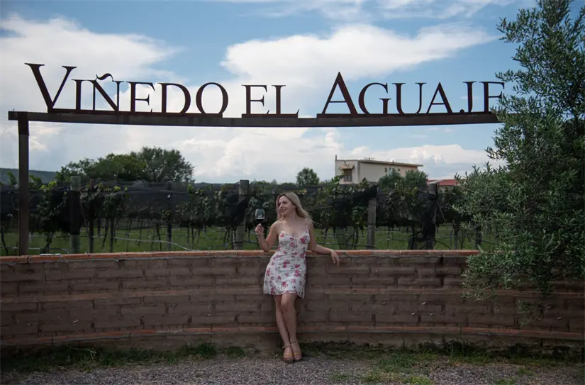 Disfruta de los vinos del Viñedo Aguaje en Aguascalientes. Foto: cortesía Disfruta de los vinos del Viñedo Aguaje en Aguascalientes. Foto: cortesía.