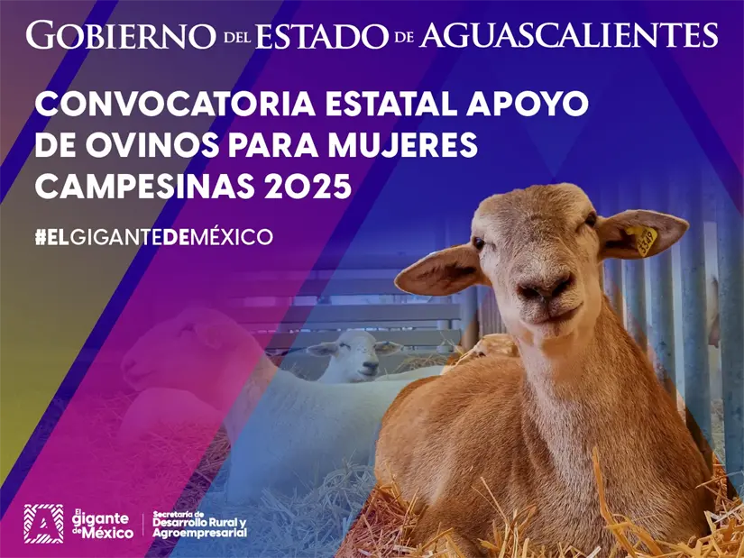 Apoyo de borregos para mujeres de Aguascalientes. Foto: Cortesía