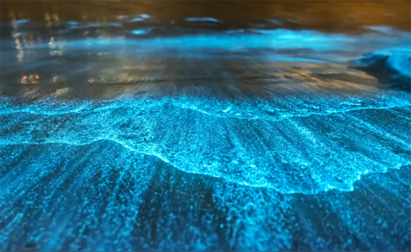 Fenómeno de la bioluminiscencia en playas de Oaxaca. Foto: cortesía Fenómeno de la bioluminiscencia en playas de Oaxaca. Foto: cortesía.