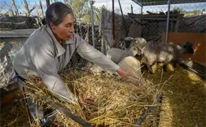 Inicia el registro para apoyo de borregas para mujeres del campo de Aguascalientes