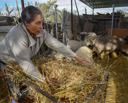 Inicia el registro para apoyo de borregas para mujeres del campo de Aguascalientes