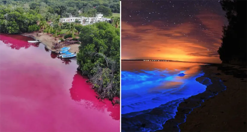 Sorpréndete con la Laguna de Manialtepec en Oaxaca, rosa de día y bioluminiscente de noche. Foto: cortesía Sorpréndete con la Laguna de Manialtepec en Oaxaca, rosa de día y bioluminiscente de noche. Foto: cortesía.