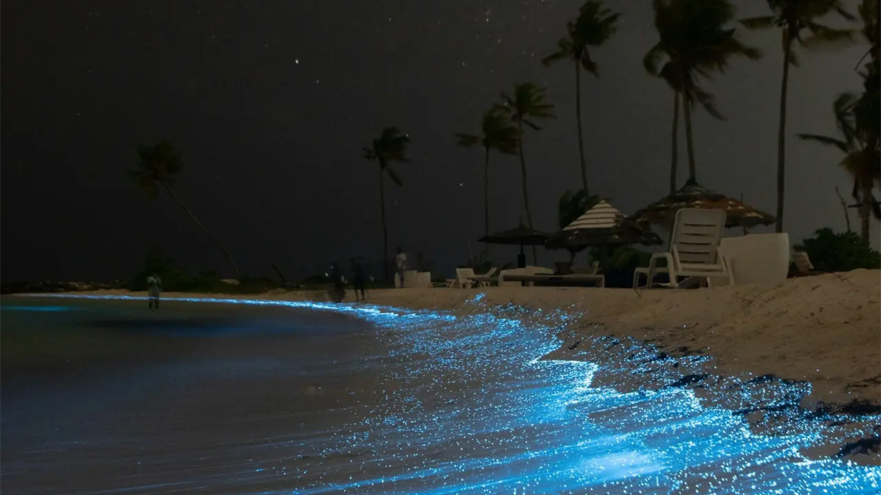 Disfruta de las playas con bioluminiscencia en Oaxaca. Foto: cortesía