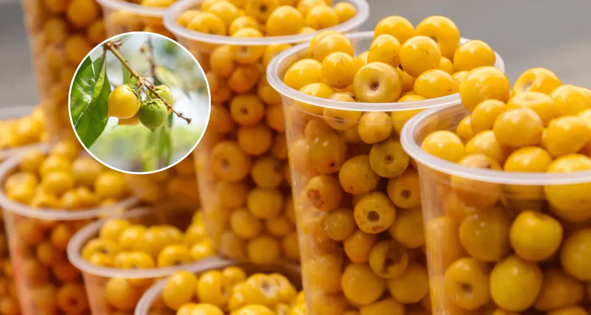 Conoce todo sobre la fruta originaria de Yucatán llamada Nance. Foto: Cortesía.
