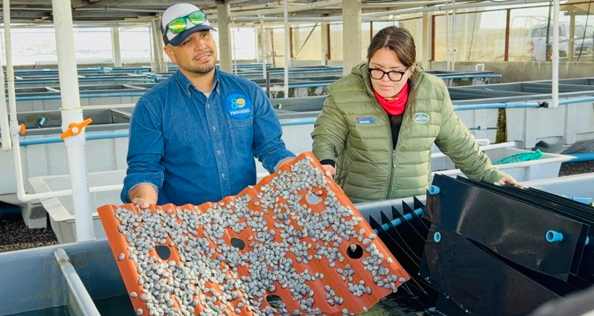 Arranca la veda de abulón en Baja California Sur. Foto: Cortesía.