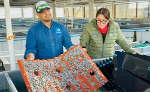 Inicia la veda de abulón en BCS: así impactará en la producción de 100 toneladas