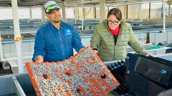 Inicia la veda de abulón en BCS: así impactará en la producción de 100 toneladas