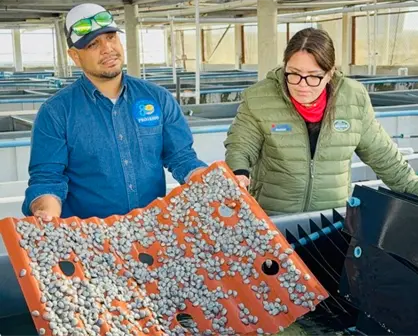 Inicia la veda de abulón en BCS: así impactará en la producción de 100 toneladas