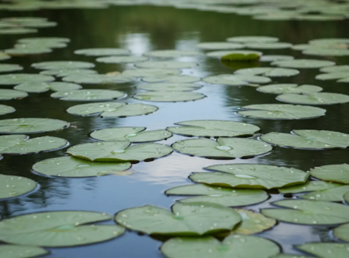 El Lirio Acuático: La Belleza que indica la contaminación y riesgos ambientales