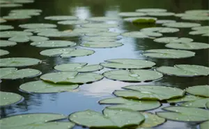 El Lirio Acuático: La Belleza que indica la contaminación y riesgos ambientales