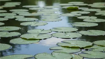 El Lirio Acuático: La Belleza que indica la contaminación y riesgos ambientales