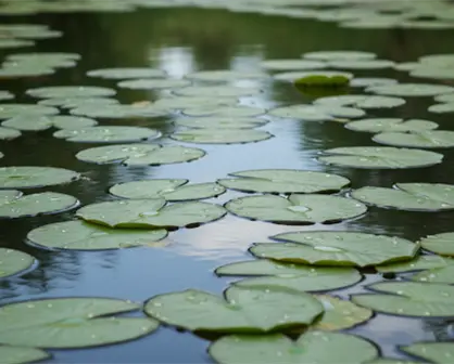 El Lirio Acuático: La Belleza que indica la contaminación y riesgos ambientales