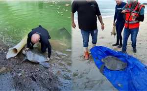 Exitosa operación de rescate de tortuga golfina en Mazatlán