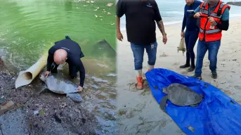Exitosa operación de rescate de tortuga golfina en Mazatlán
