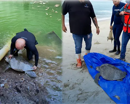 Exitosa operación de rescate de tortuga golfina en Mazatlán