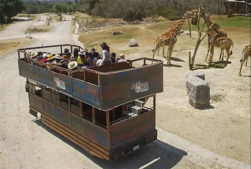 Africam Safari en Puebla. Foto: cortesía Africam Safari en Puebla. Foto: cortesía.