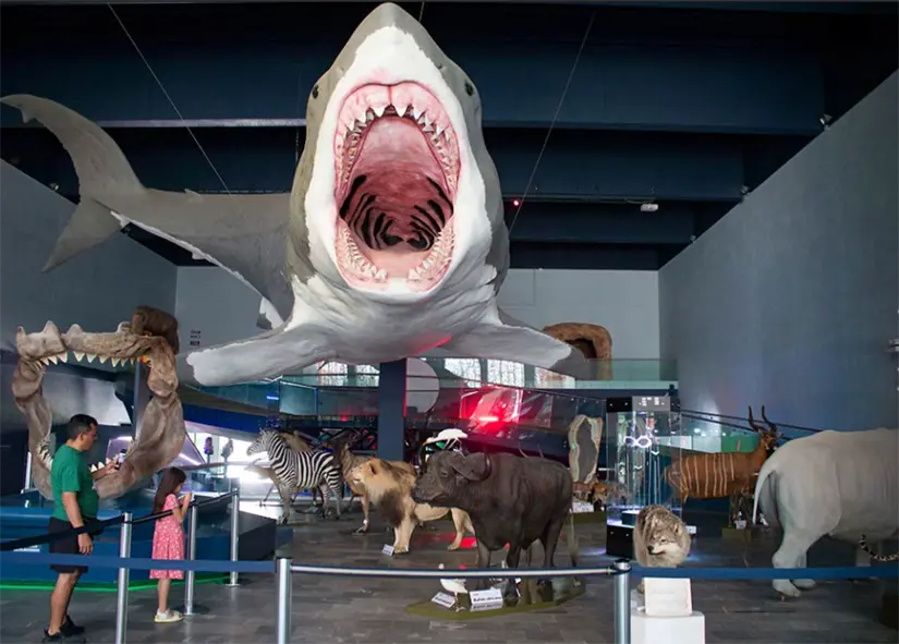 Museo de la Evolución en Puebla. Foto: cortesía Museo de la Evolución en Puebla. Foto: cortesía.