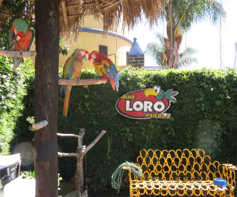 Parque Loro Puebla. Foto: cortesía Parque Loro Puebla. Foto: cortesía.