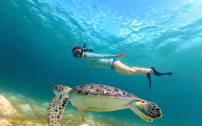 Nada con tortugas en Akumal, una actividad imperdible. Foto. Cortesía. Nada con tortugas en Akumal, una actividad imperdible. Foto. Cortesía.