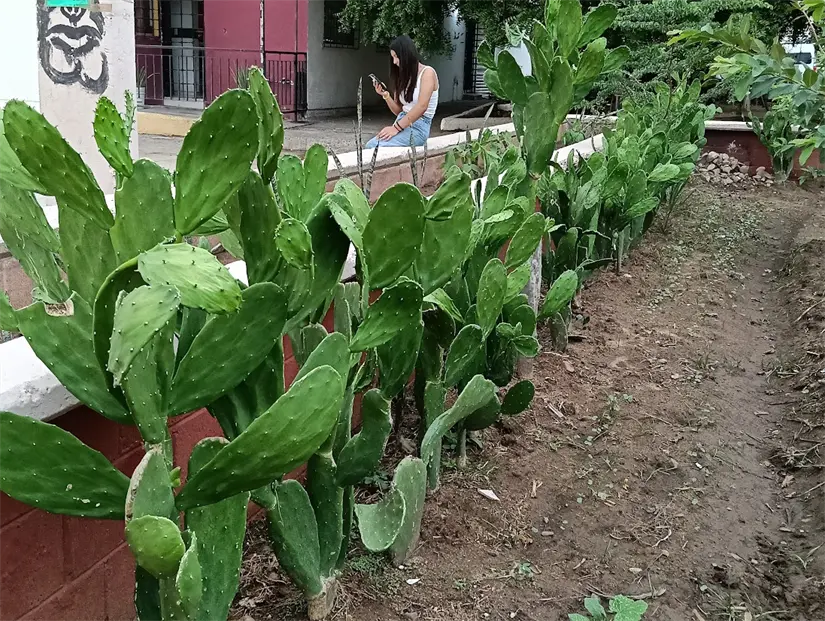Lo que antes fue un campo abandonado, hoy es un huerto con una gran variedad de frutos. Lo que antes fue un campo abandonado, hoy es un huerto con una gran variedad de frutos.