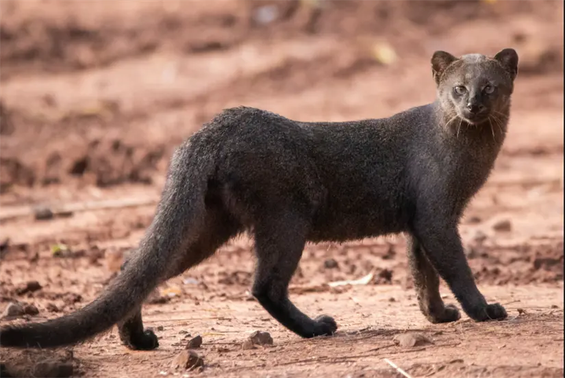 Jaguarundi. Foto: cortesía.