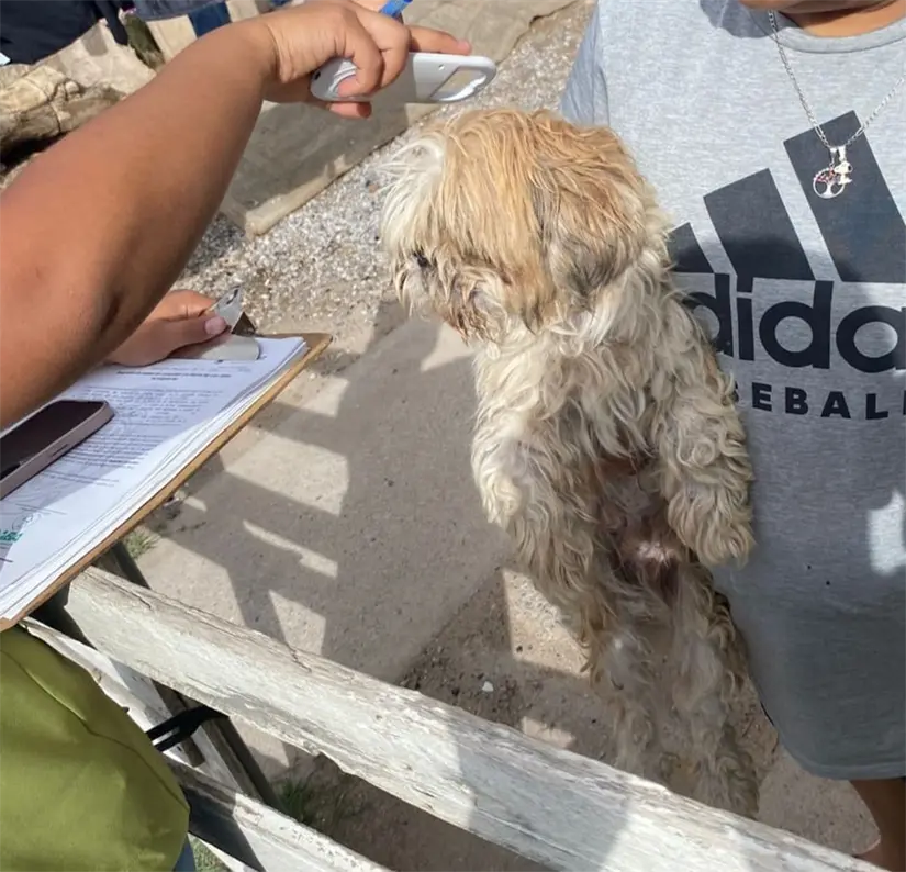 Colaboración binacional Juárez entrega a EE.UU. a perrito con reporte de robo