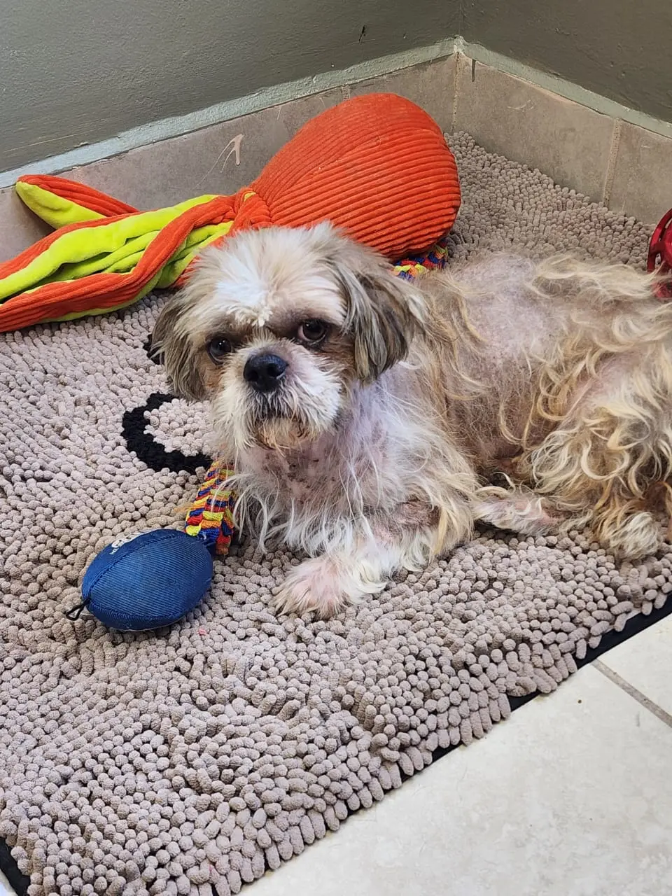 Colaboración binacional Juárez entrega a EE.UU. a perrito con reporte de robo
