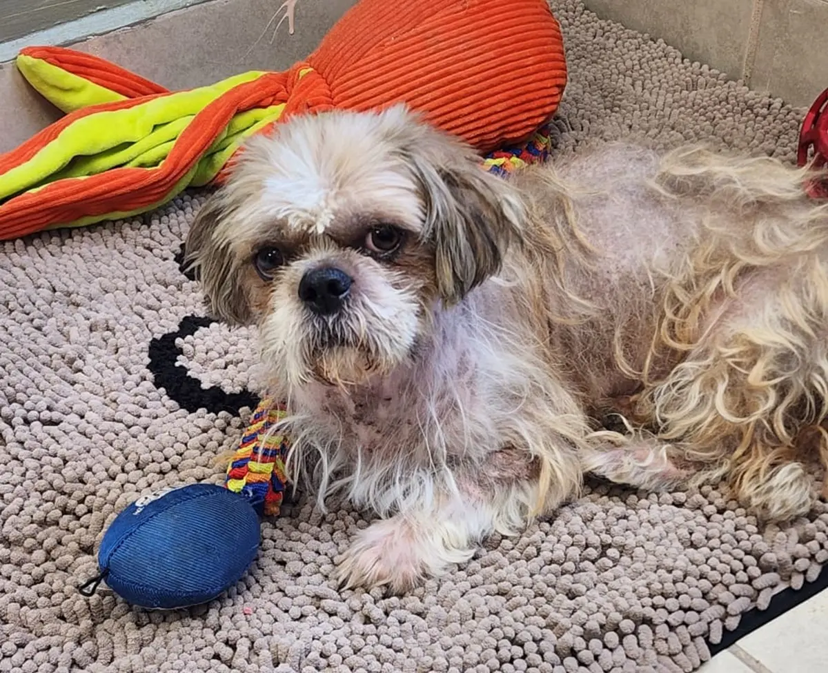 El rescate de “Coquito” refleja la importancia de la colaboración binacional y del uso de microchips en la protección de mascotas.