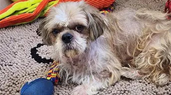 Rescatan en Juárez a “Coquito”, perrito robado en El Paso, y lo regresan a su familia en EE.UU
