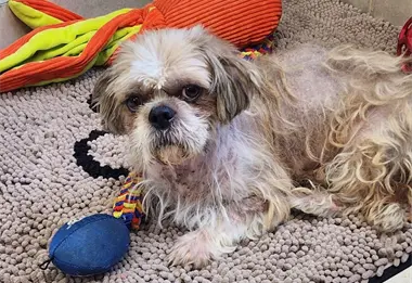 Rescatan en Juárez a "Coquito", perrito robado en El Paso, y lo regresan a su familia en EE.UU