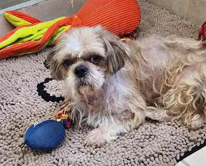 Rescatan en Juárez a "Coquito", perrito robado en El Paso, y lo regresan a su familia en EE.UU