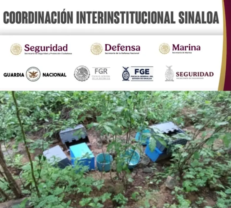 Ejército y fuerzas federales localizan y destruyen químicos para droga en Cosalá Ejército y fuerzas federales localizan y destruyen químicos para droga en Cosalá
