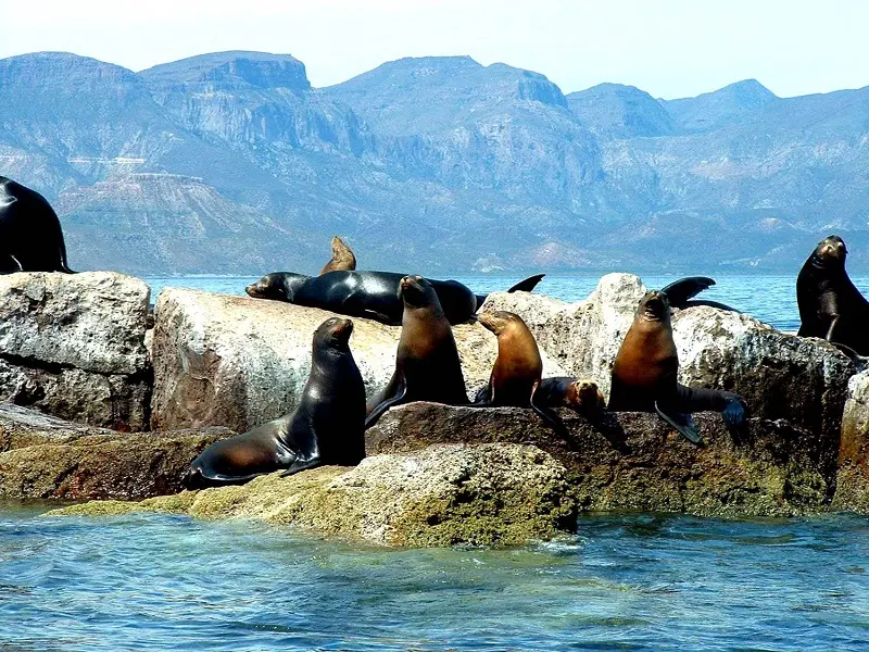 Visita Isla Coronado y admira sus colonia de lobos marinos. Foto: Hotel Santa Fe Loreto. Visita Isla Coronado y admira sus colonia de lobos marinos. Foto: Hotel Santa Fe Loreto.