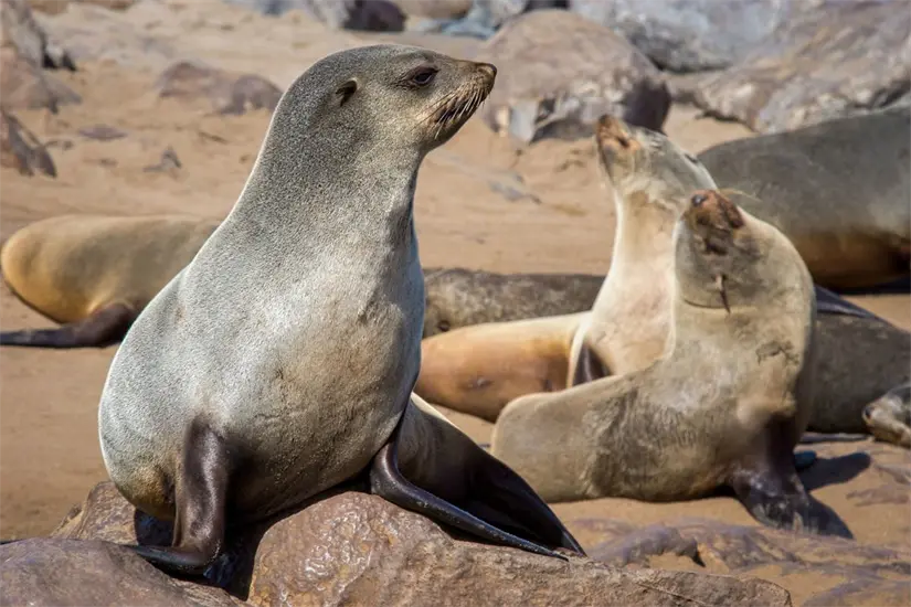 Observa a los lobos marinos con respeto y responsabilidad. Foto: Freepik. Observa a los lobos marinos con respeto y responsabilidad. Foto: Freepik.