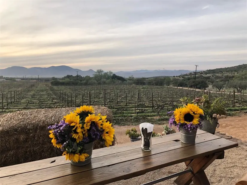 Vive una experiencia sin igual en Valle de Guadalupe. Foto: Expedia. Vive una experiencia sin igual en Valle de Guadalupe. Foto: Expedia.