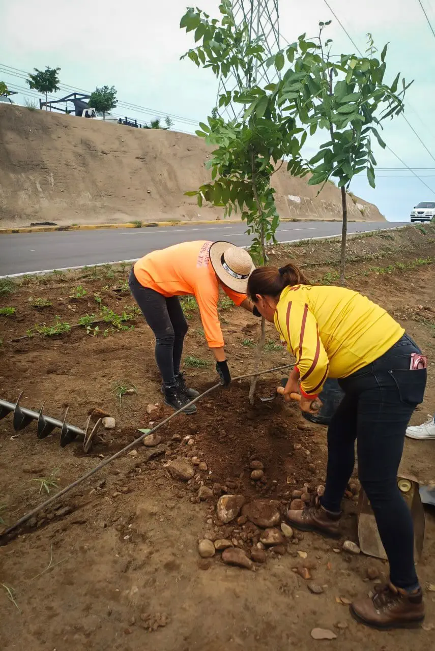 Personal de Parques y Jardines trabajan en camellón. Personal de Parques y Jardines trabajan en camellón. Foto: Cortesía.