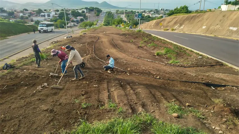 Mejorarán apariencia de camellón en zona sur. Mejorarán apariencia de camellón en zona sur. Foto: Cortesía.