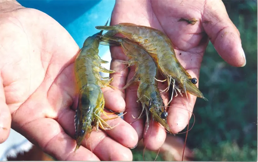 Definen fechas de apertura de la temporada de pesca de camarón en el Pacífico Mexicano Participaron en la reunión representantes de los grupos del sector pesquero. Foto: Cortesía