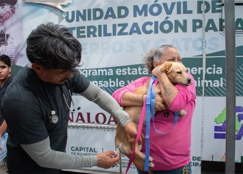 Jornada de esterilización canina y felina. Foto: Cortesía.