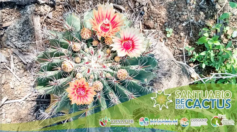 Santuario de los Cactus en Baja California Sur. Foto: cortesía.