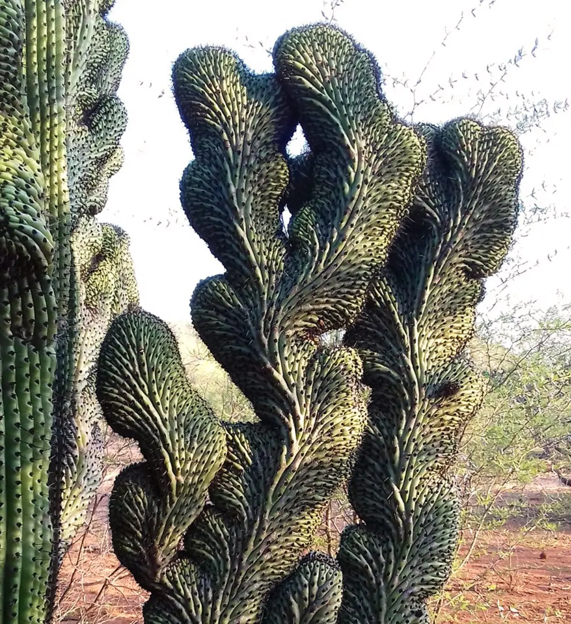 En el Santuario de los Cactus disfruta de cactus con formaciones únicas. Foto: cortesía.