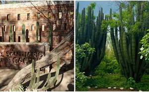 Santuario de los Cactus en Baja California Sur, un tesoro natural con ejemplares de más de 500 años