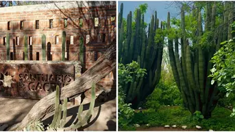 Santuario de los Cactus en Baja California Sur, un tesoro natural con ejemplares de más de 500 años