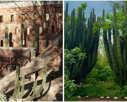 Santuario de los Cactus en Baja California Sur, un tesoro natural con ejemplares de más de 500 años