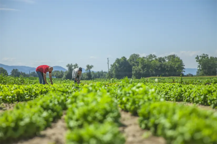 La Conagua indica que pronto podría haber condiciones para un ciclo agrícola normal. Foto: Cortesía