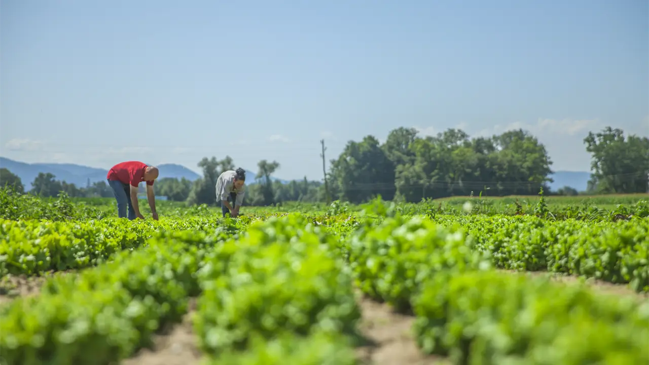 La diversificación productiva y la distribución geográfica marcan el crecimiento del sector agrícola en México