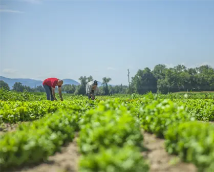 Análisis del Sector Agrícola de México: Crecimiento y Diversidad