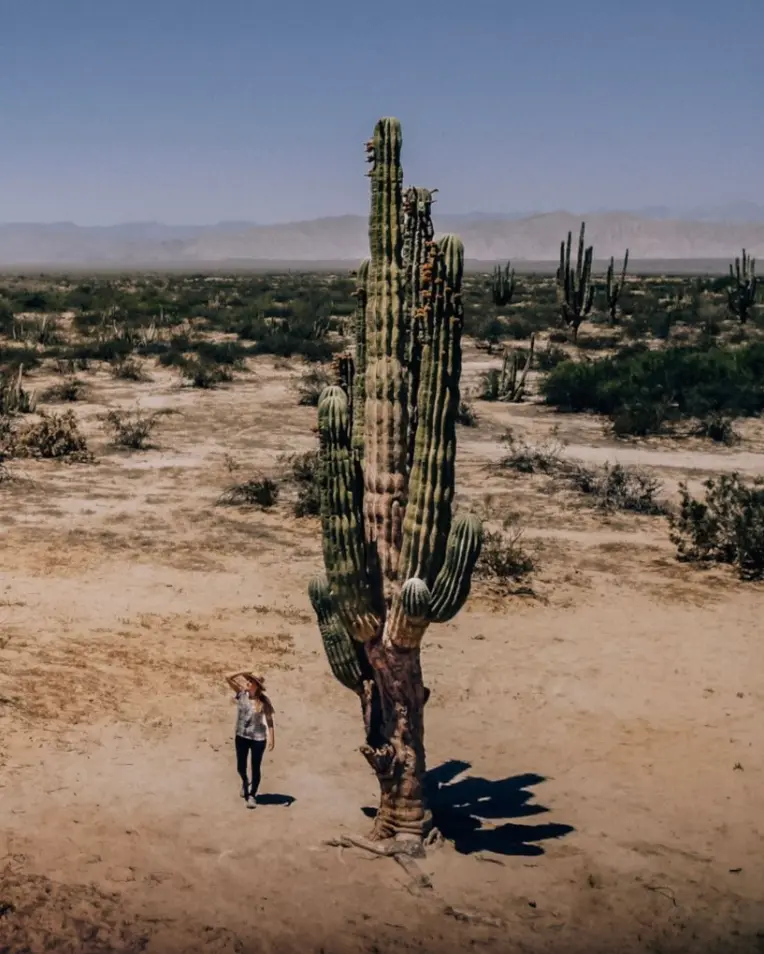 Valle de los Gigantes en San Felipe, Baja California. Foto: cortesía.